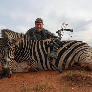 South Africa Bow Hunt Burchell's Plain Zebra