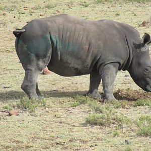 Rhino Conservation South Africa