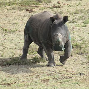 Rhino Conservation South Africa