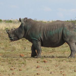 Rhino Conservation South Africa