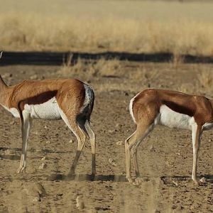 Springbok South Africa