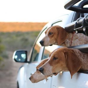 Hunting Dogs South Africa