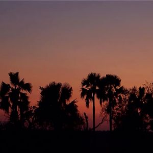 Makalani Palm trees at the Dawn of night