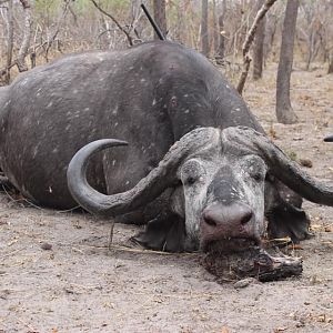 Cape Buffalo Hunting