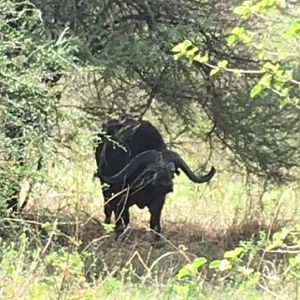 Another Tarangire Bull...Tanzania