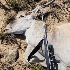 Hunt Eland in South Africa