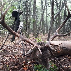 Red Stag Hunt Romania