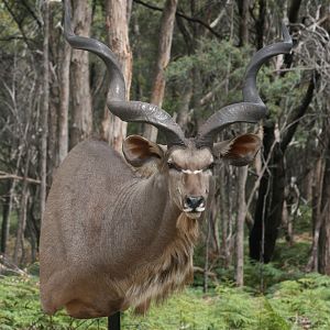 Kudu Shoulder Mount Taxidermy