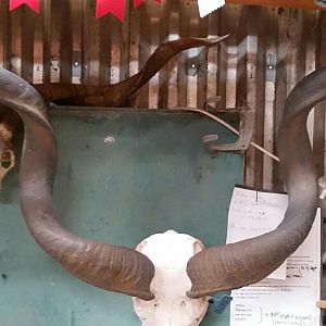 Kudu Horn Restoration