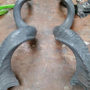 Kudu Horn Restoration