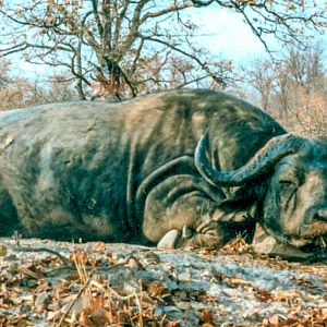 Cape Buffalo Zambezi Valley 1998