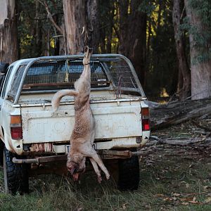 Australia Hunting Dingo
