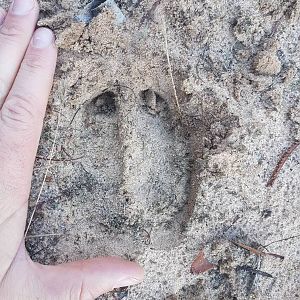 Stag Track Australia