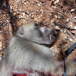 South Africa Hunting Baboon