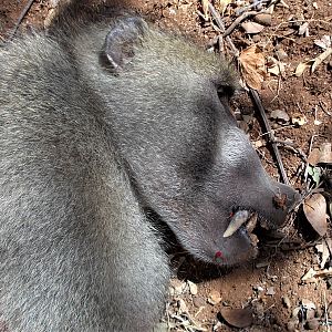 Baboon Hunt South Africa