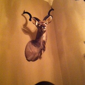 Kudu Shoulder Mount Taxidermy