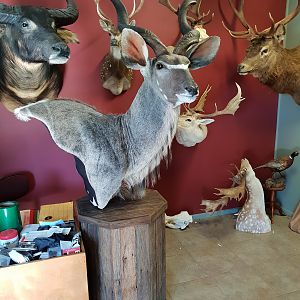 Kudu Shoulder Mount Taxidermy