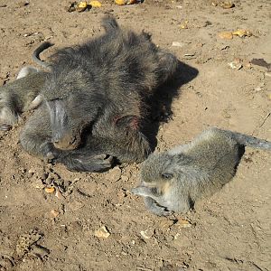 Vervet Monkey & Baboon Hunting South Africa