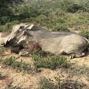Hunt Warthog in South Africa