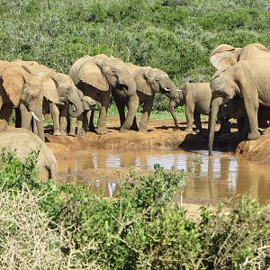 Herd of Elephants South Africa