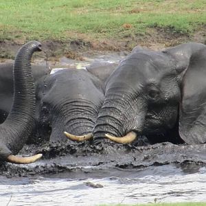 Herd of Elephant in Zimbabwe