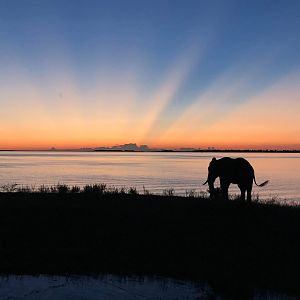 Eleaphant with setting sun in Zimbabwe