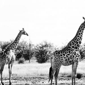 Giraffe Zimbabwe