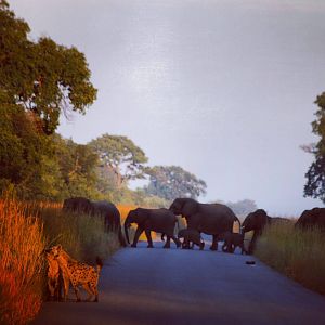 Herd of Elephant & Spotted Hyena in Zimbabwe