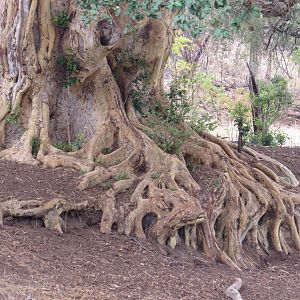 Toots of a tree