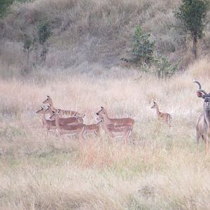 Group of Impala & Kudu Bull Zimbabwe