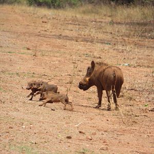 Warthog Sow and her piglets