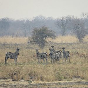 Group of Burchell's Plain Zebra Zimbabwe