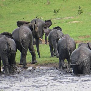 Herd of Elephant in Zimbabwe