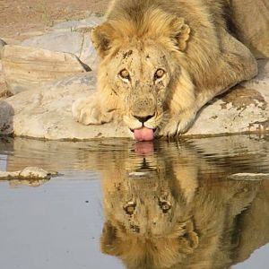 Young Lion Male Zimbabwe