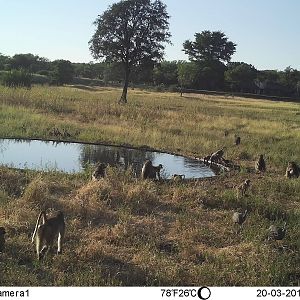 Baboon Trail Cam Pictures Zimbabwe