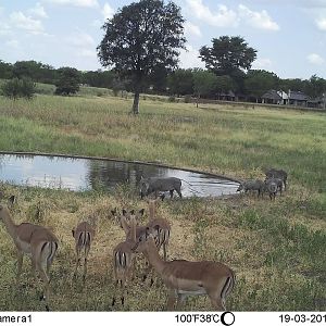 Zimbabwe Trail Cam Pictures Impala & Warthog