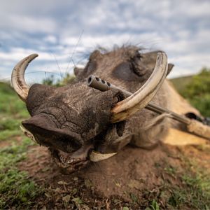 Hunting Warthog in South Africa