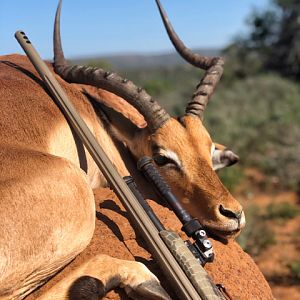 South Africa Hunt Impala