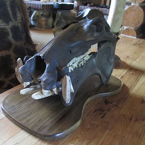 Hippo European Skull Mount Taxidermy