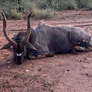 Hunt Nyala in South Africa