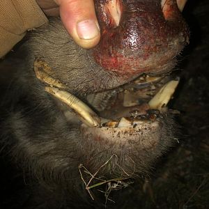 Bushpig Hunting South Africa