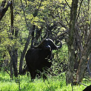 Cape Buffalo South Africa