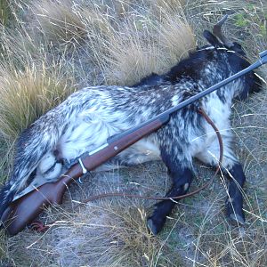 New Zealand Hunting Feral Goat