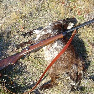 Feral Goat Hunt New Zealand