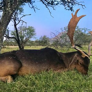 Fallow Deer Hunt South Africa