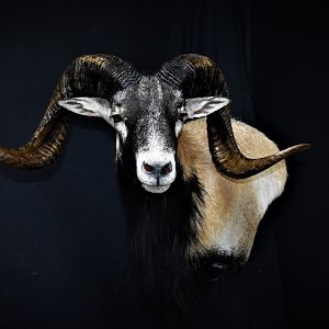 Corsican Sheep Shoulder Mount Taxidermy
