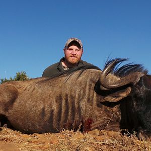 Blue Wildebeest Hunting South Africa