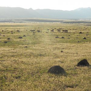 Golden Wildebeest  South Africa