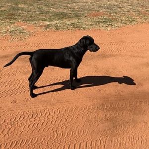 Hunting Dog South Africa