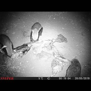 Trail Cam Pictures of African Honey Badger in South Africa
